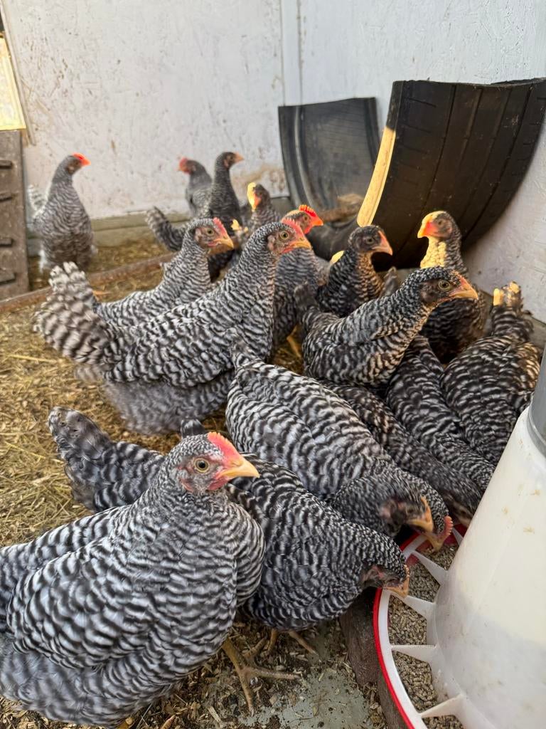 Jonge tamme amrock groot hanen., Dieren en Toebehoren, Mannelijk, Kip