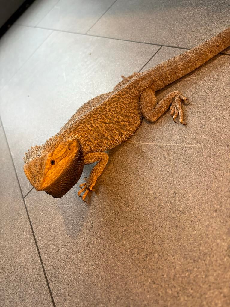 Baardagaam man te koop, Dieren en Toebehoren, Reptielen en Amfibieën, Hagedis, Tam