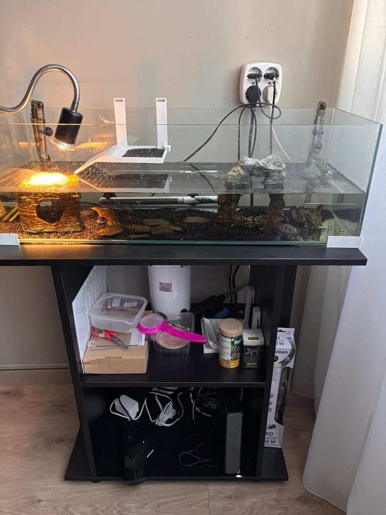 2 muskusschildpadden met kast, aquarium en alle toebehoren, Dieren en Toebehoren, Reptielen en Amfibieën, Schildpad