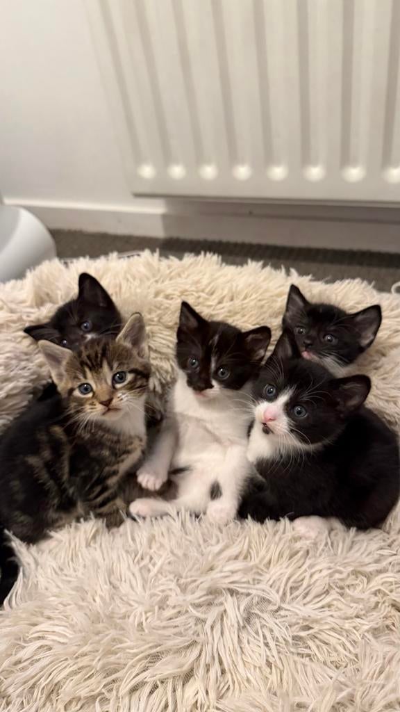 Lieve kittens zoeken een huisje, Meerdere dieren, Kortharig, 0 tot 2 jaar