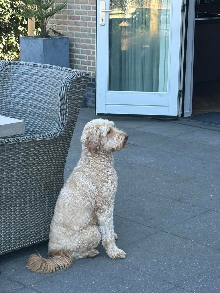 Australian Labradoodle Pups, Dieren en Toebehoren, 8 tot 15 weken, Parvo, Meerdere, Meerdere dieren