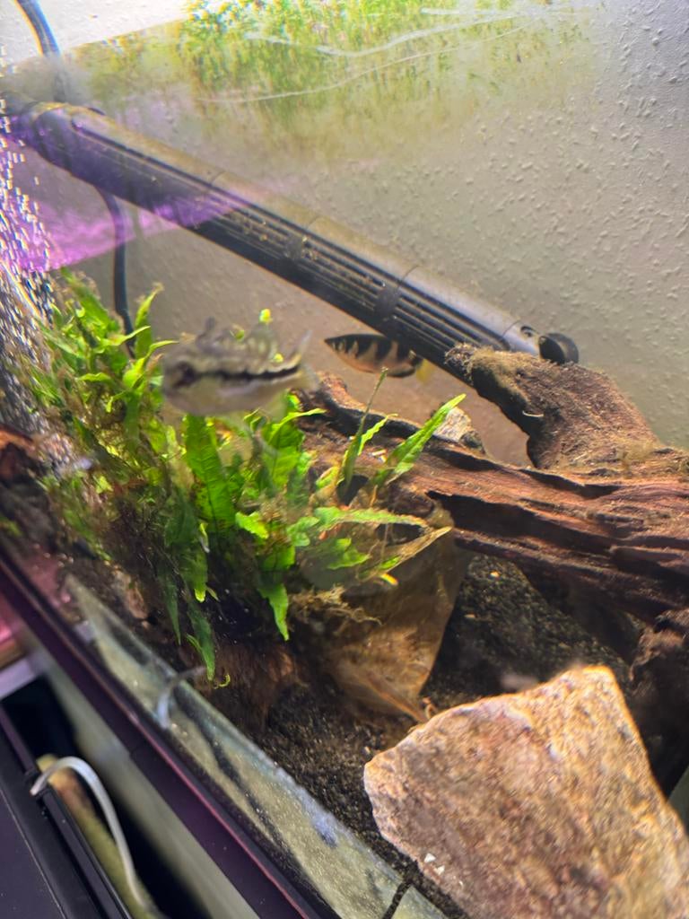 Jonge cichla kelberi, Dieren en Toebehoren, Vissen | Aquariumvissen, Vis, Zoetwatervis