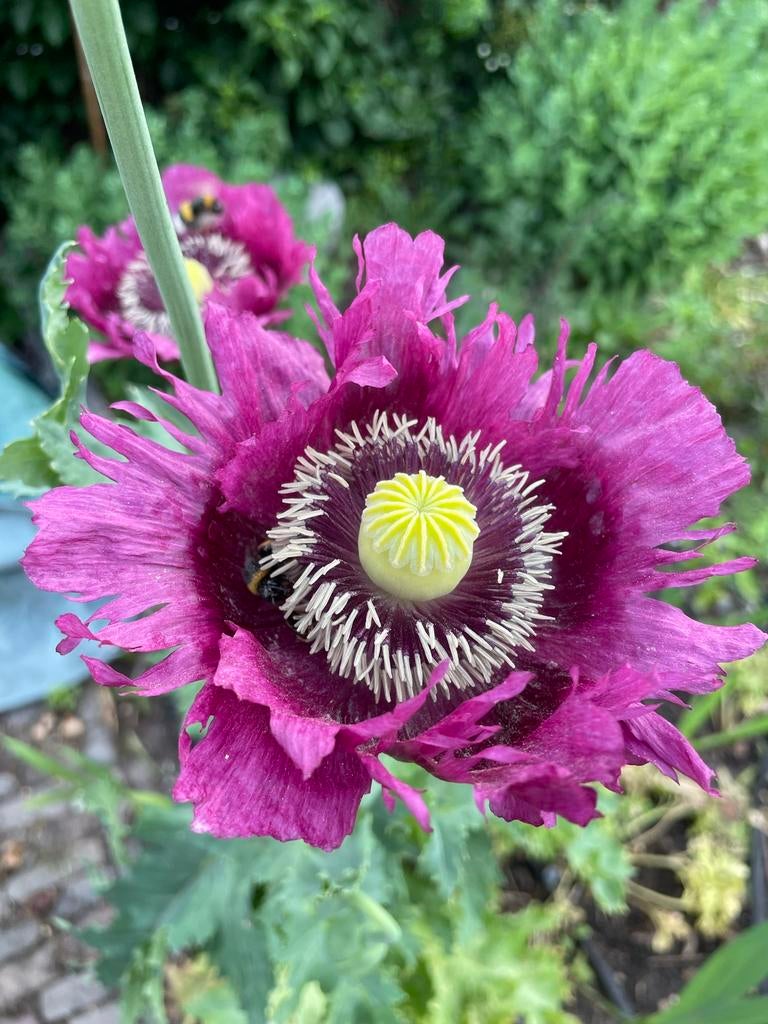 Slaapbol papaver somniferum paeony flowered klaproos zaden, Ophalen of Verzenden, Voorjaar, Volle zon, Zaad
