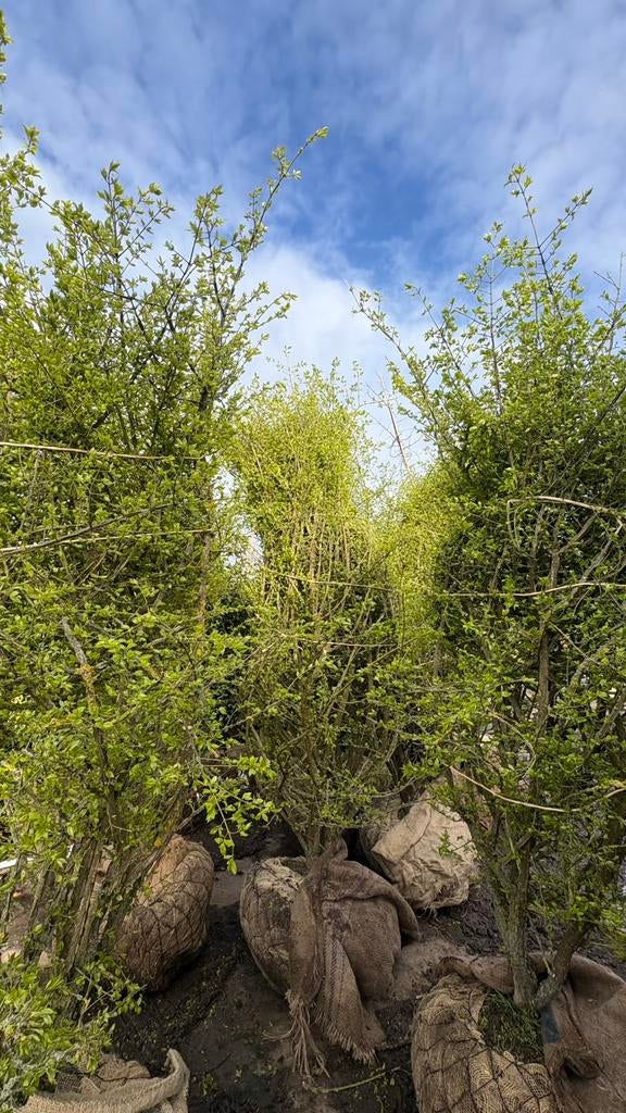 Euonymus alatus | meerstammige bomen, Tuin en Terras, Planten | Bomen, Overige soorten, Minder dan 100 cm, Volle zon, Ophalen of Verzenden