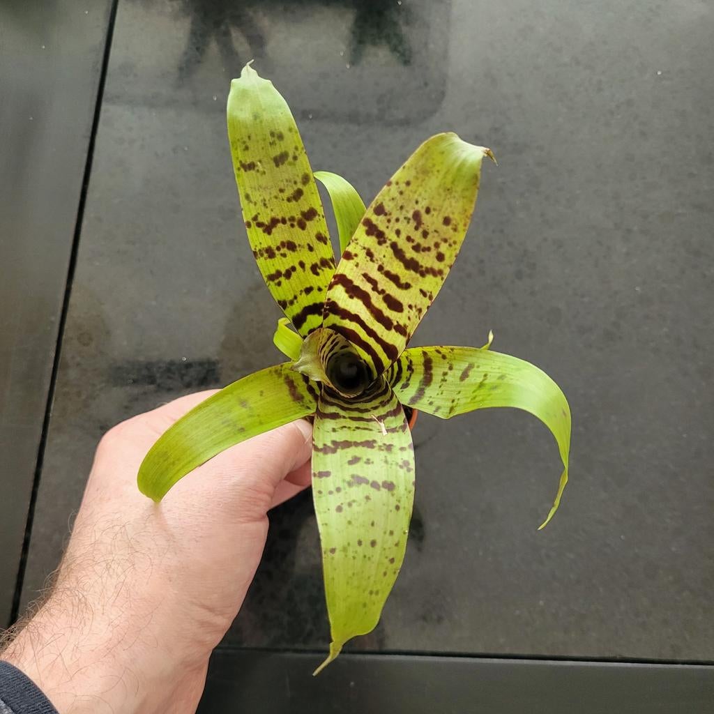 Vriesea mini bromelia, Ophalen of Verzenden, Halfschaduw, Minder dan 100 cm