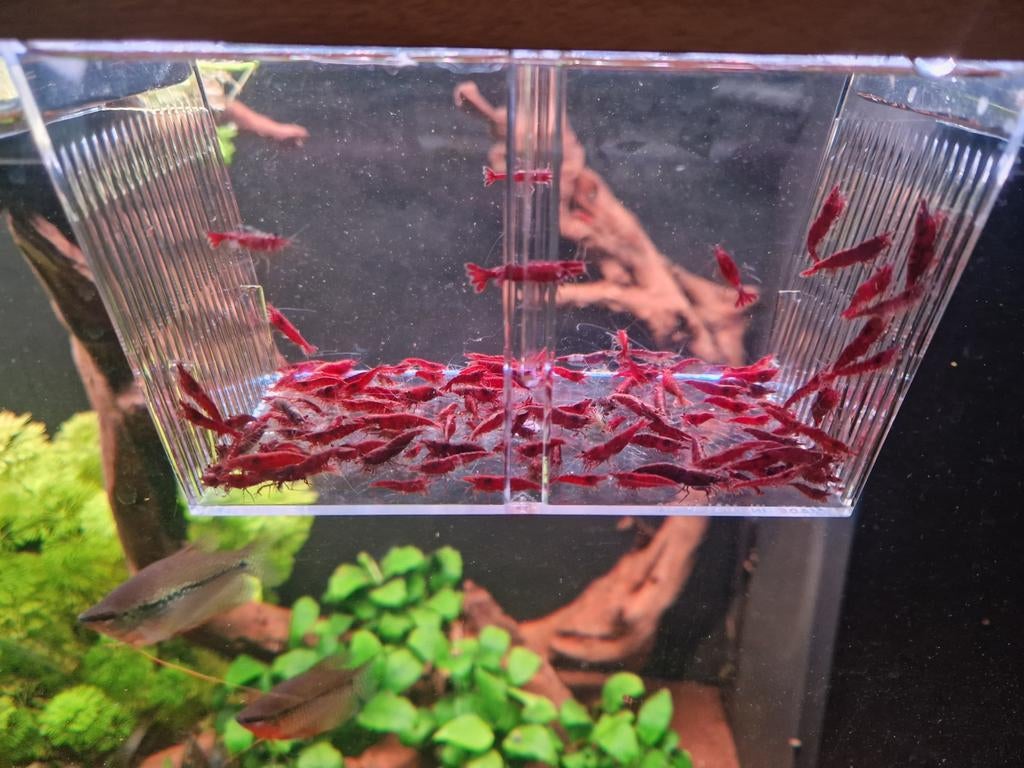 Vuurgarnalen, Dieren en Toebehoren, Kreeft, Krab of Garnaal