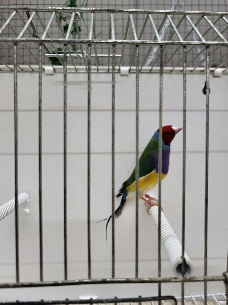 Gouldamadine man split blauw/cinnemon, Mannelijk, Geringd