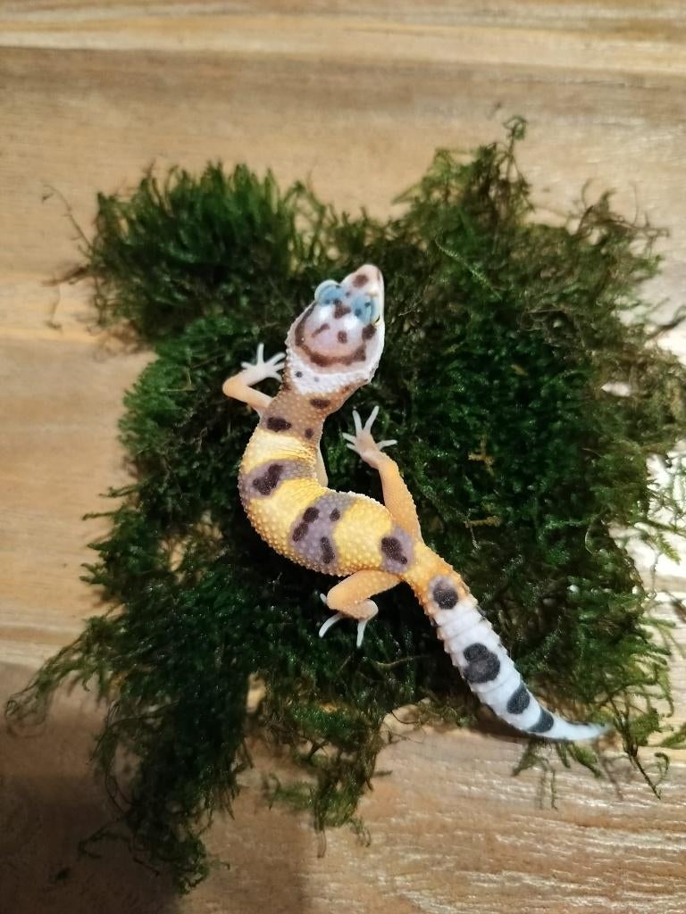 Jonge/ baby luipaardgekko, Dieren en Toebehoren, Hagedis, 0 tot 2 jaar