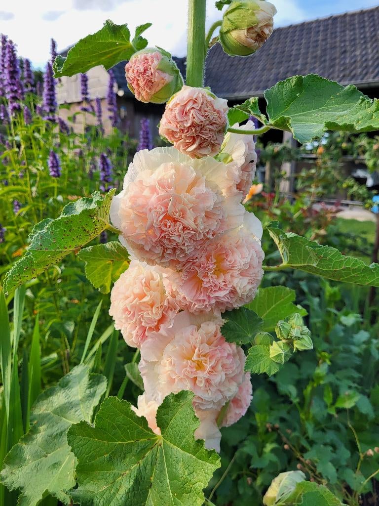 Zaden Alcea rosea Charter's Salmon Chamois, Verzenden, Volle zon