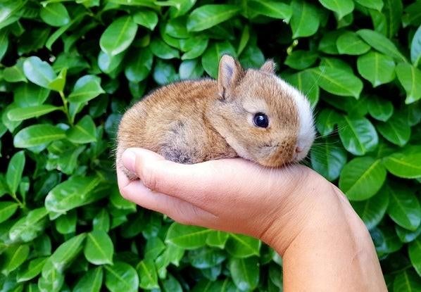 Mini baby dwerg konijnen !  💕 konijntjes dwergen konijn, Dieren en Toebehoren, Konijnen, Meerdere dieren, Dwerg, Hangoor, 0 tot 2 jaar