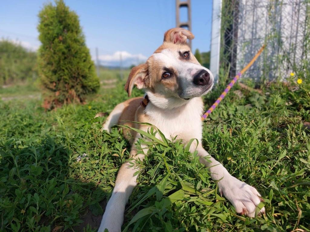 YVETTE, ZACHTAARDIG, MENSGERICHT, JONG, TEEFJE, 1 JAAR JONG, Particulier, 1 tot 2 jaar, Buitenland, Teef