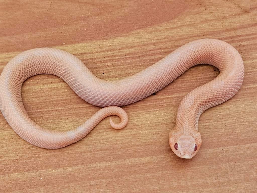 WEG IS WEG AANBIEDING Sunburst!!!!, Dieren en Toebehoren, Reptielen en Amfibieën, Slang, 0 tot 2 jaar