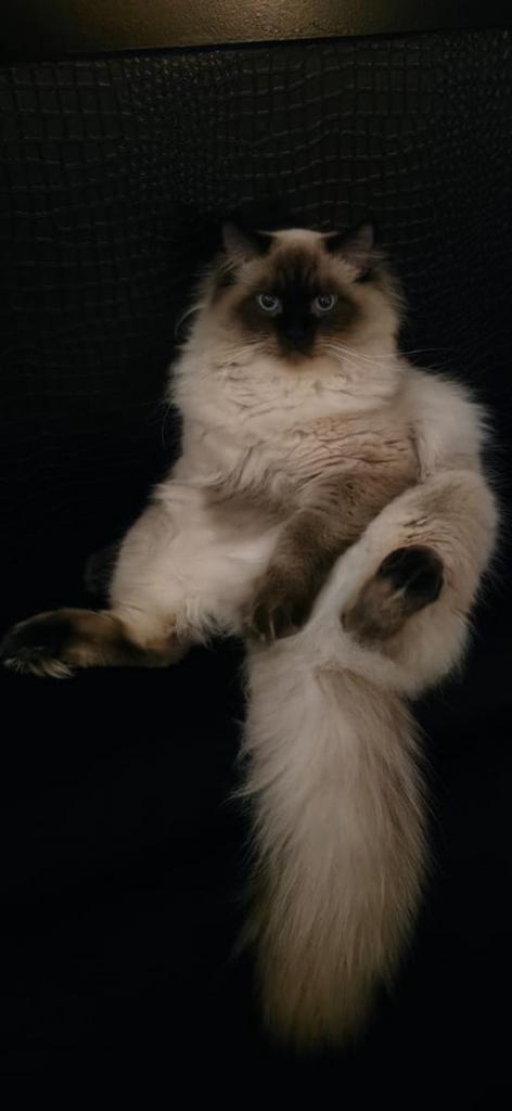 Bewezen Ragdoll dekkater (niet te koop!), Dieren en Toebehoren, Katten en Kittens | Dekkaters, 0 tot 2 jaar