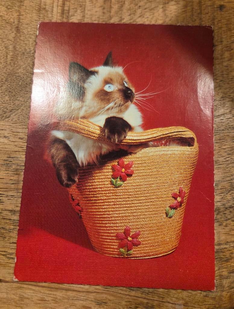 Siamese kitten in rieten tas, Verzenden, 1980 tot heden, Gelopen, Hond of Kat