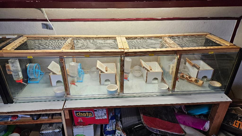 grote hamsterinvertaris, Dieren en Toebehoren, Knaagdieren, Meerdere dieren, Hamster, Oktober