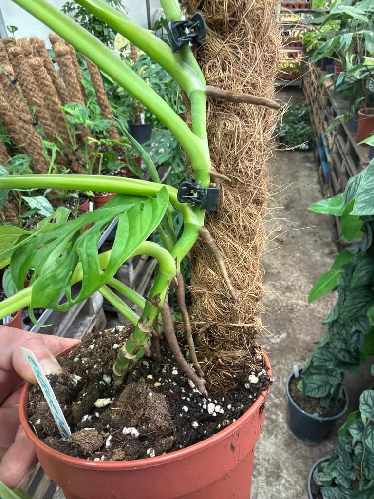 Monstera Esqueleto op mosstok, Huis en Inrichting, Kamerplanten, Ophalen of Verzenden