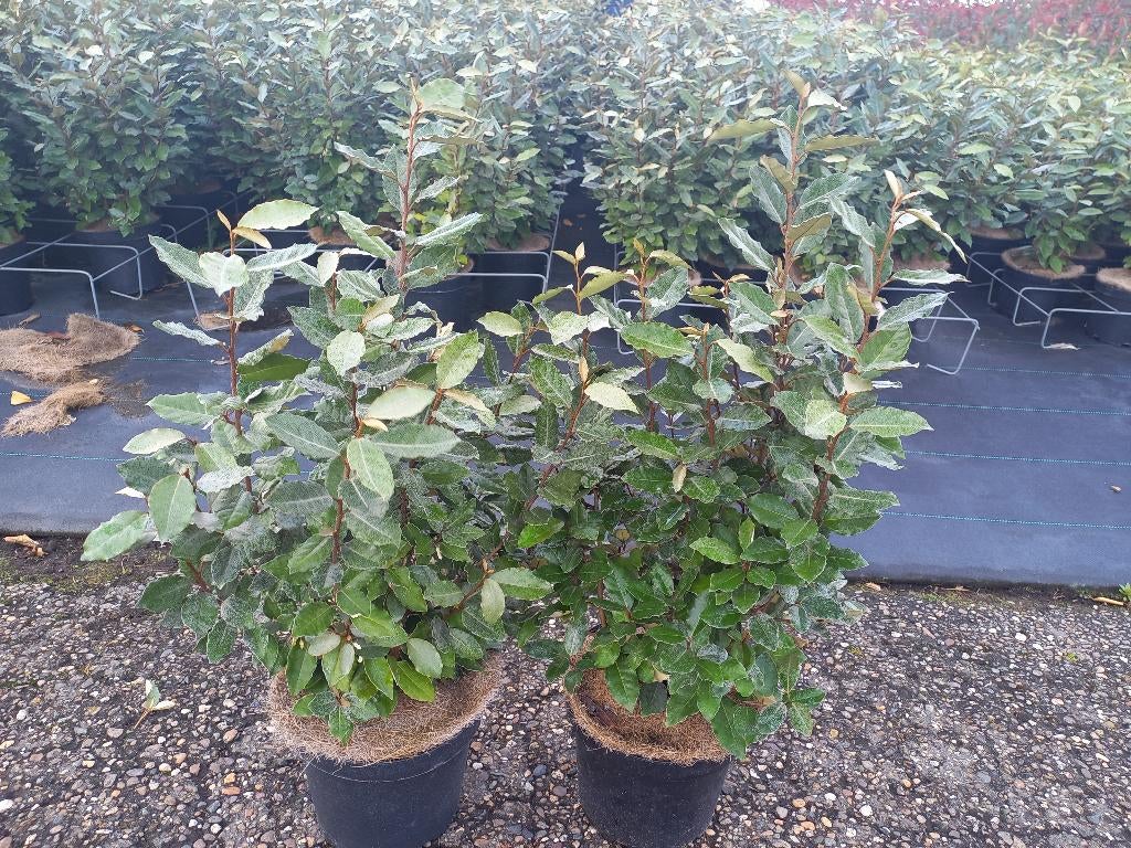 elaeagnus compacta 70/80cm €12,50 beperkte voorraad, Ophalen, Overige soorten, 100 tot 250 cm