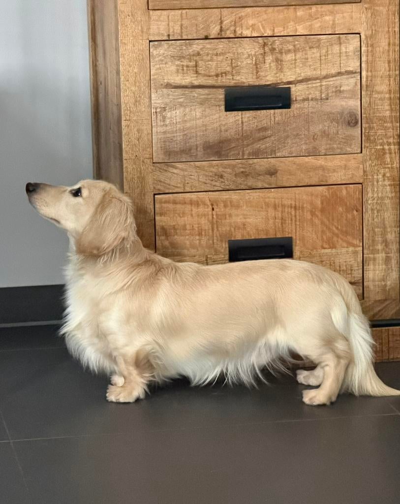 Teckel dekreu dwerg, Reu, 1 tot 2 jaar, Buitenland, Parvo