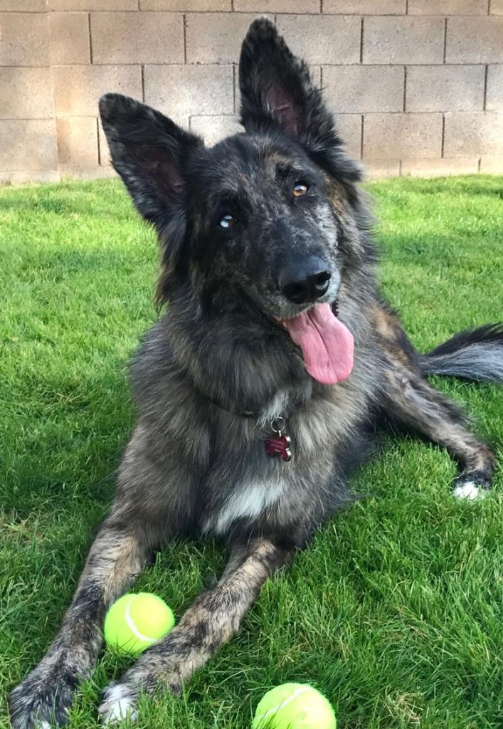 GEZOCHT: Herder x Merle kruising, Dieren en Toebehoren, Honden | Herdershonden en Veedrijvers, Overige rassen, 1 tot 2 jaar, Geslacht onbekend