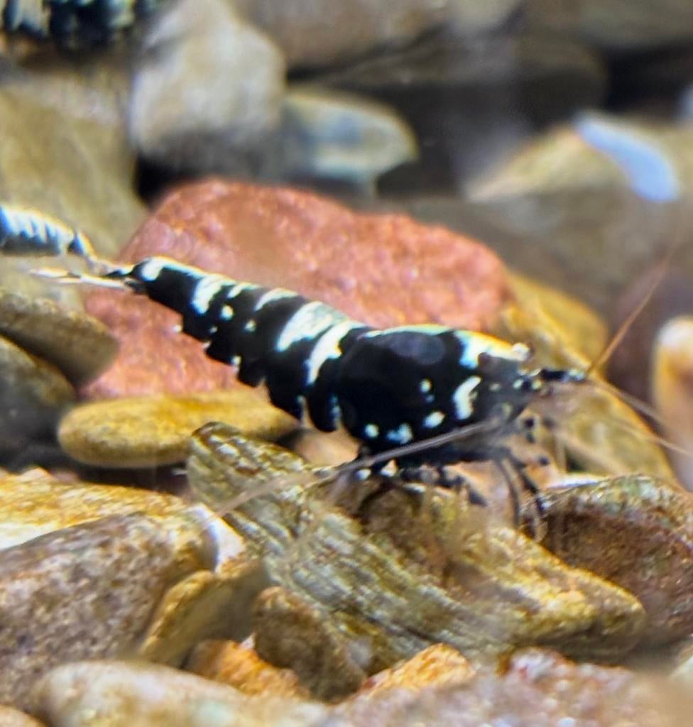Galaxy fishbone garnalen (met Taiwan bee gen), Dieren en Toebehoren, Vissen | Aquariumvissen, Kreeft, Krab of Garnaal, Zoetwatervis