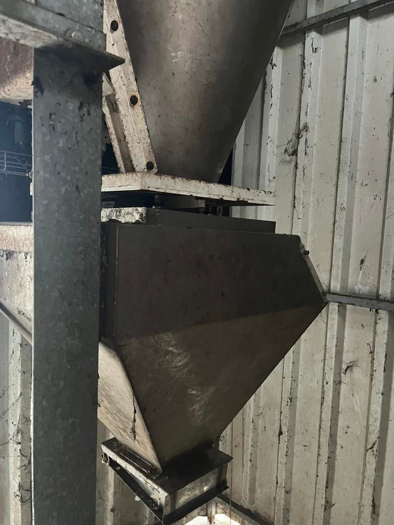 Kegelmenger, Meerdere dieren, Geit