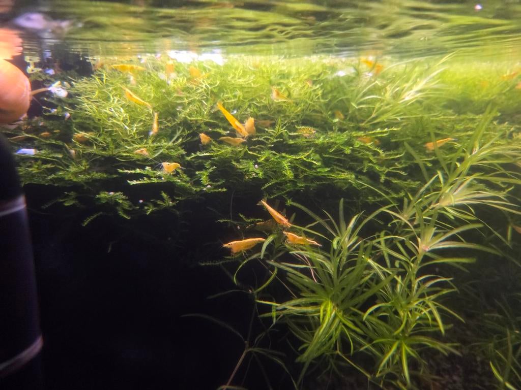 Golden Yellow Citroengarnaal - Neocaridina, Kreeft, Krab of Garnaal, Zoetwatervis, Schoolvis