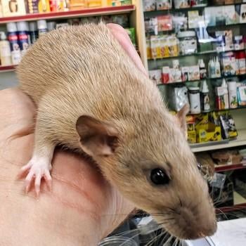 Ratten te koop, Januari, Meerdere dieren, Rat
