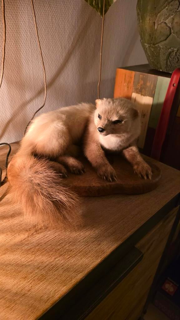 Prachtige opgezette Japanse steenmarter, Verzamelen, Dierenverzamelingen, Ophalen of Verzenden