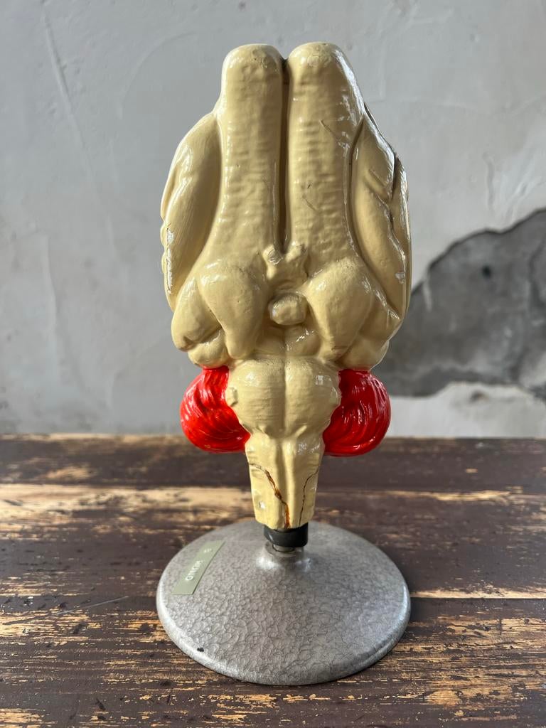 Zeldzaam anatomisch model Gips Hond hersens, Ophalen of Verzenden