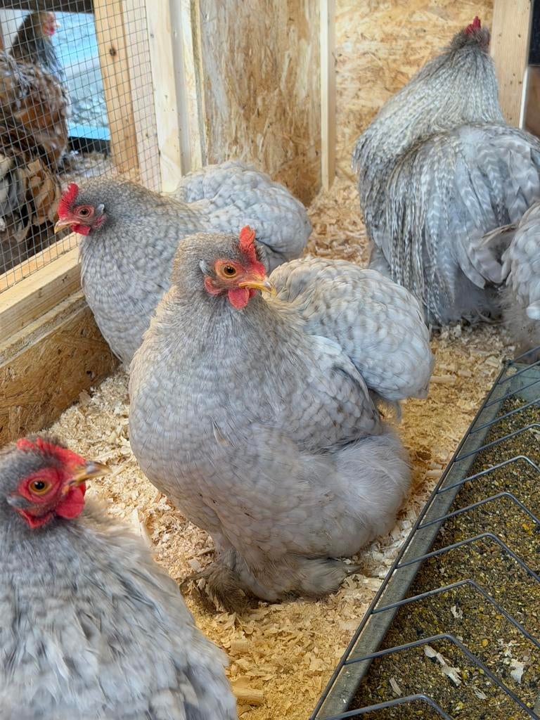 Broedeieren cochin kippen, Geslacht onbekend, Kip