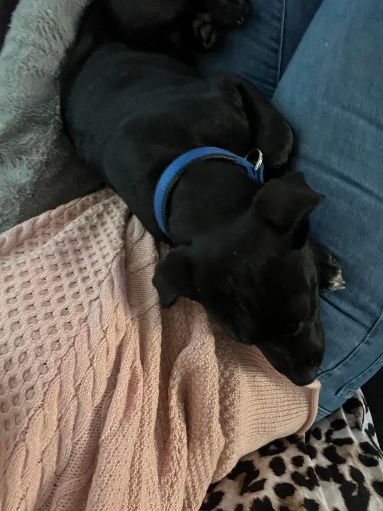 Reu Mix stafford/ rottweiler, Dieren en Toebehoren, Honden | Niet-rashonden, Reu, CDV (hondenziekte), 1 tot 2 jaar, Eén hond