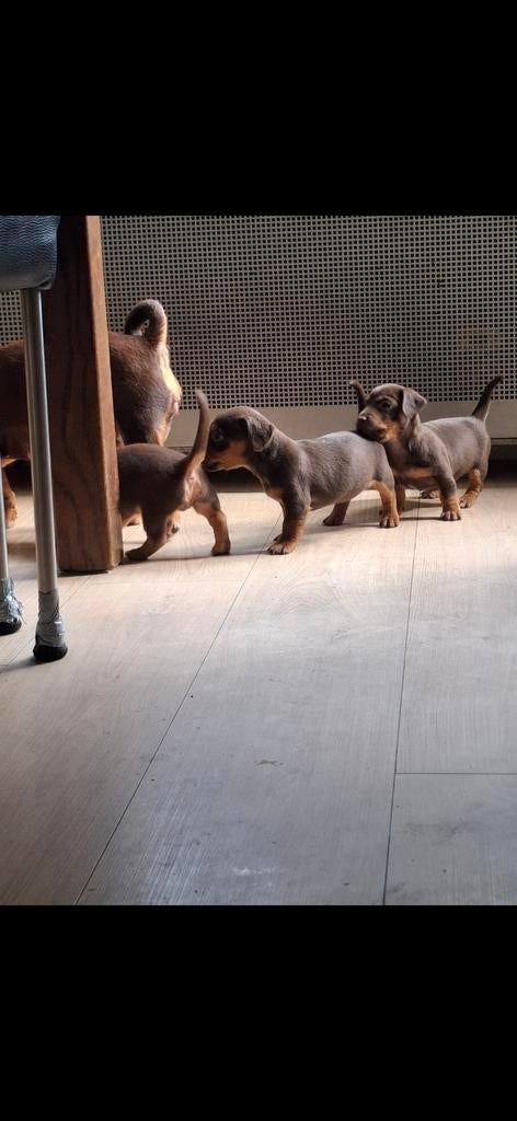 Jack russell pups, Parvo, Jack Russell Terriër, 8 tot 15 weken, Meerdere