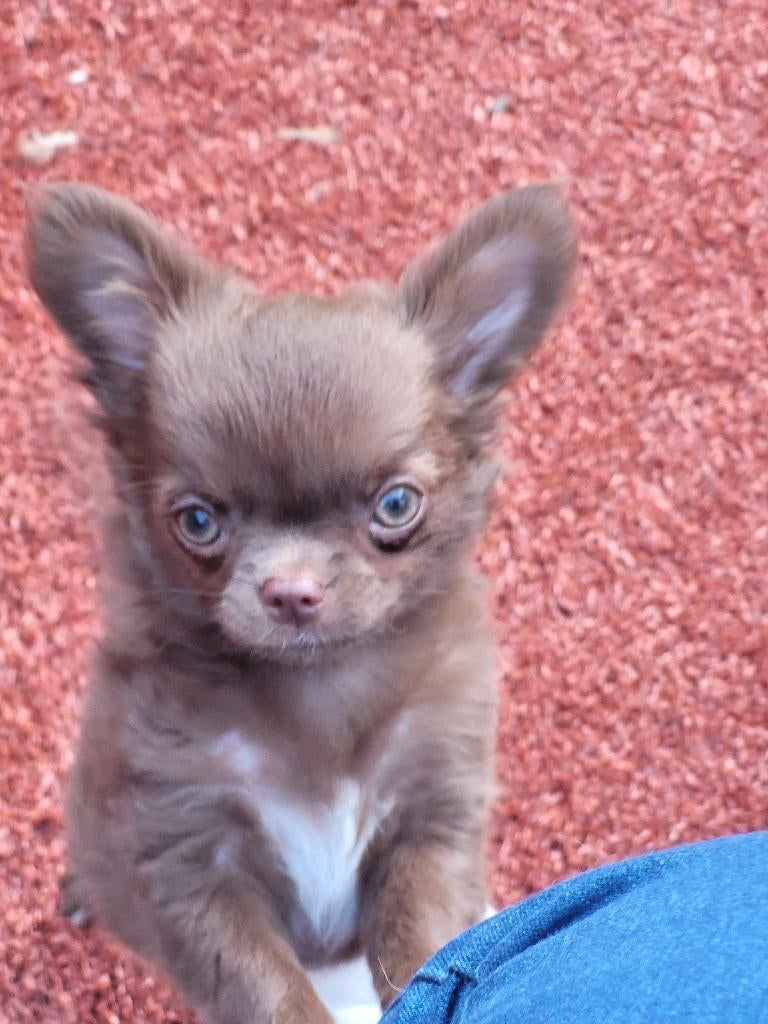Prachtige chihuahua pups met FCI stamboom, Parvo, 15 weken tot 1 jaar, Meerdere, Meerdere dieren