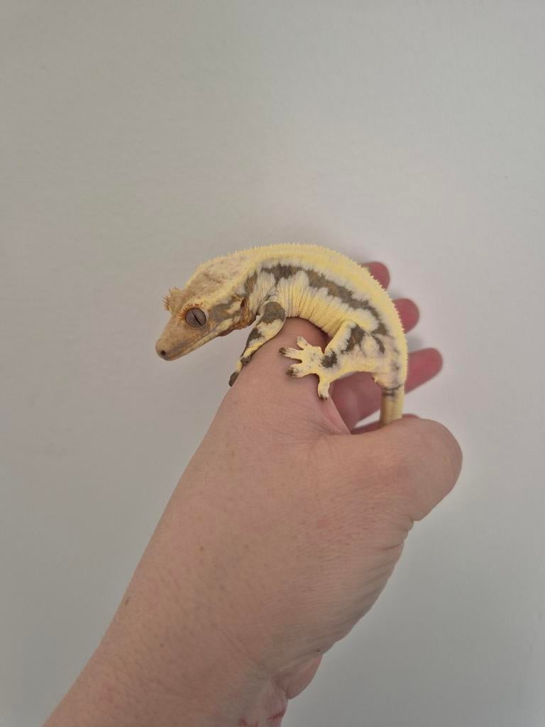 Correlophus ciliatus frappucino dame. Wimper gecko Crested Gecko - female for sale from TheDutchGeckos