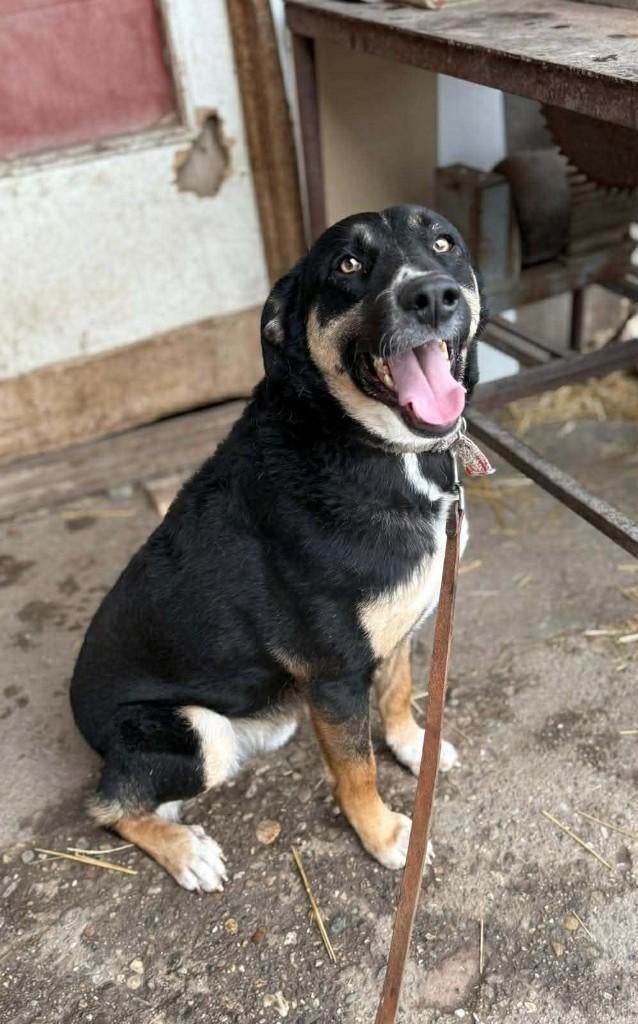 MILO, Prachtige jonge reu, met hart van goud, middelmaat, Reu, 1 tot 2 jaar, Parvo, Eén hond