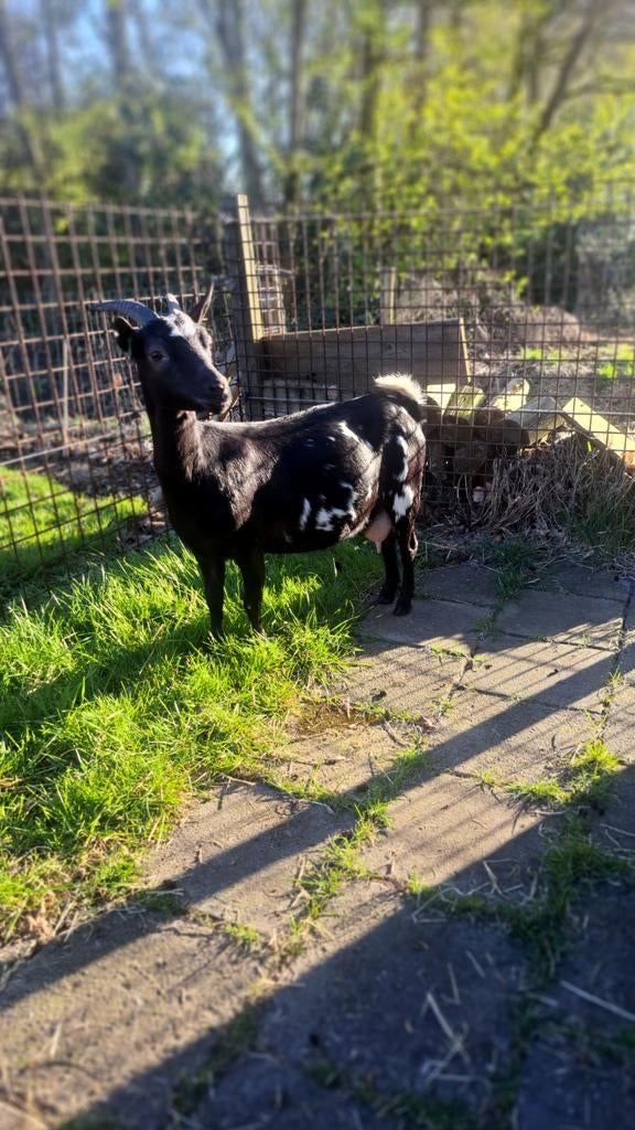 Dwerggeit te koop, Dieren en Toebehoren, Schapen, Geiten en Varkens, Vrouwelijk, Geit