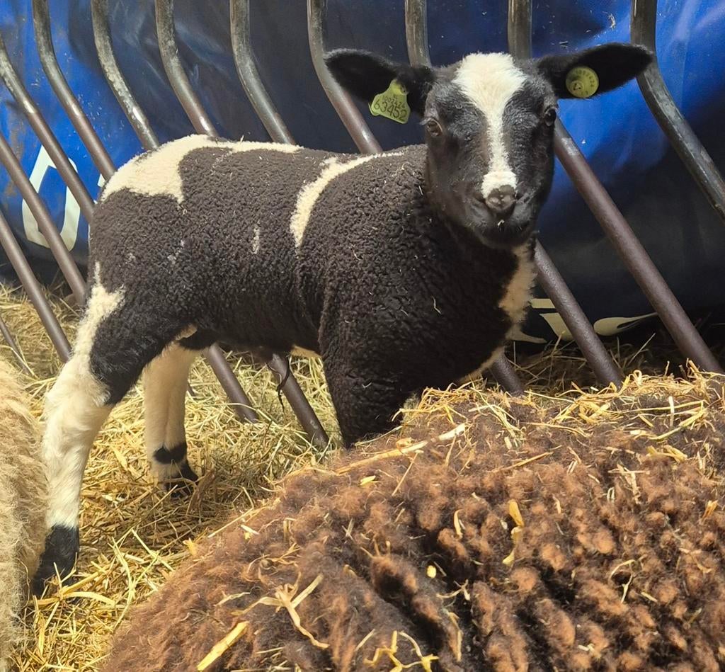 Bonte ram, Dieren en Toebehoren, Schapen, Geiten en Varkens, Mannelijk, Schaap, 0 tot 2 jaar