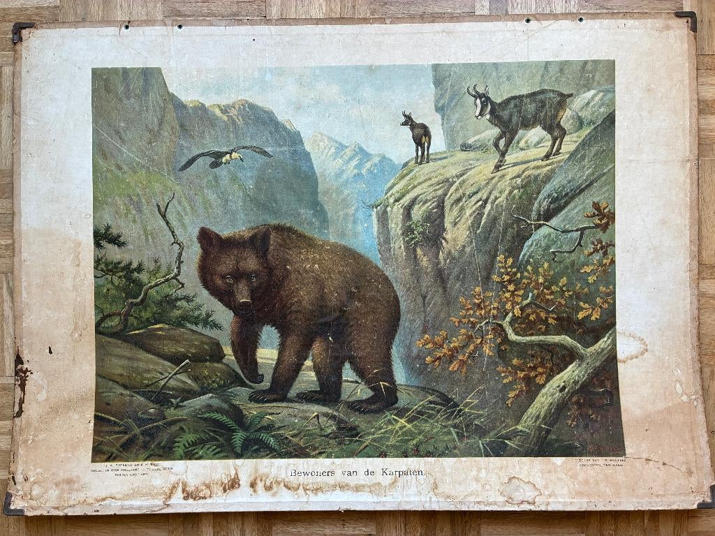 Schoolplaten, Antiek en Kunst, Antiek | Schoolplaten, Ophalen of Verzenden, Natuur en Biologie