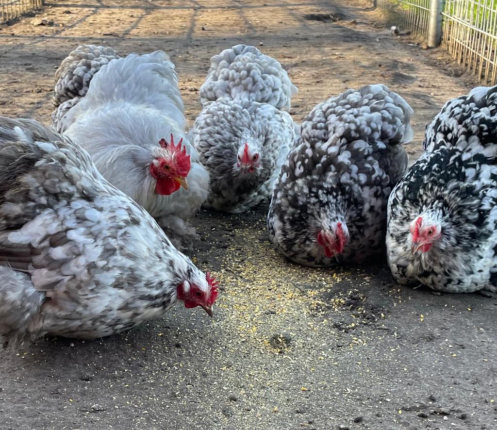 Cochin kriel, geparelde variaties, broedeieren., Dieren en Toebehoren, Pluimvee, Geslacht onbekend, Kip