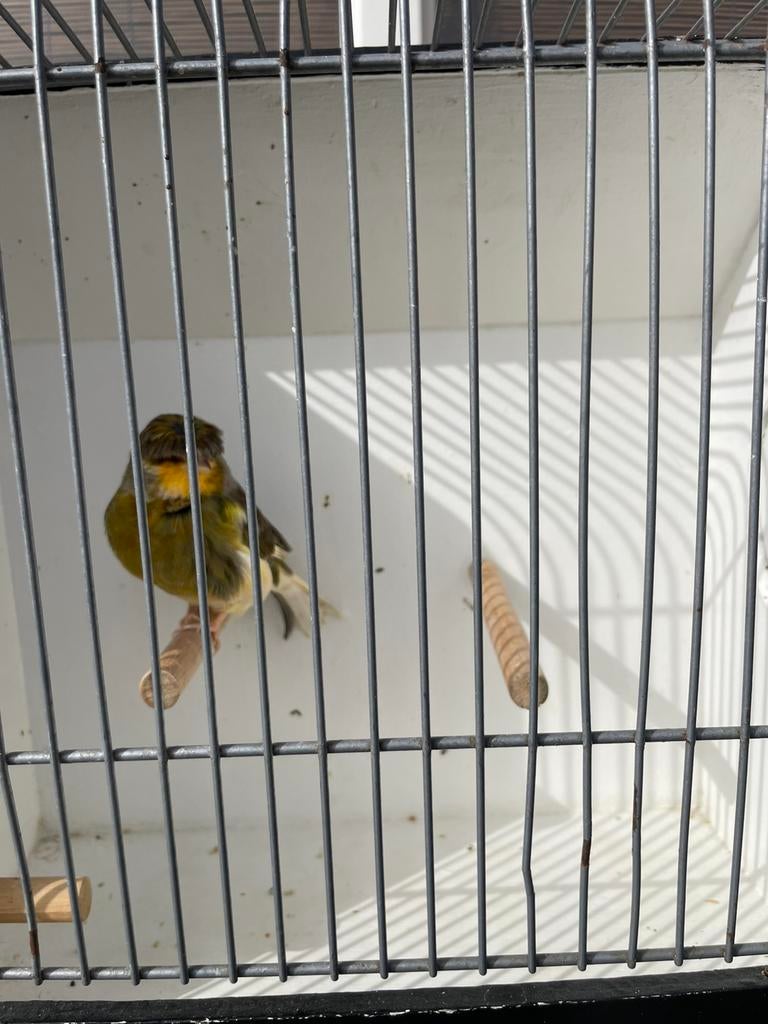 Gloster kanarie man, Dieren en Toebehoren, Mannelijk, Kleurkanarie