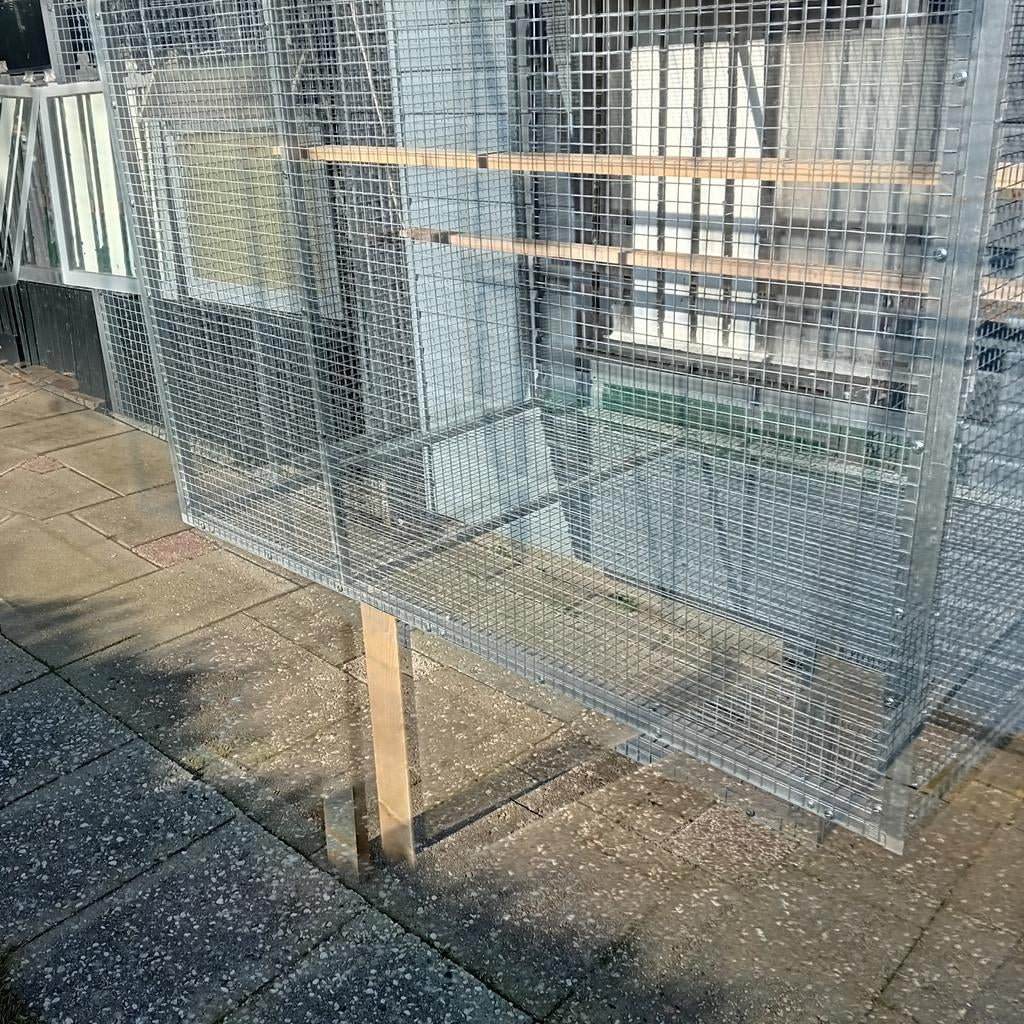 Voorhang voliere, Mannelijk, Postduif