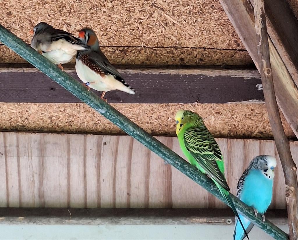GEZOCHT MET SPOED: Grasparkiet poppen, Vrouwelijk, Parkiet