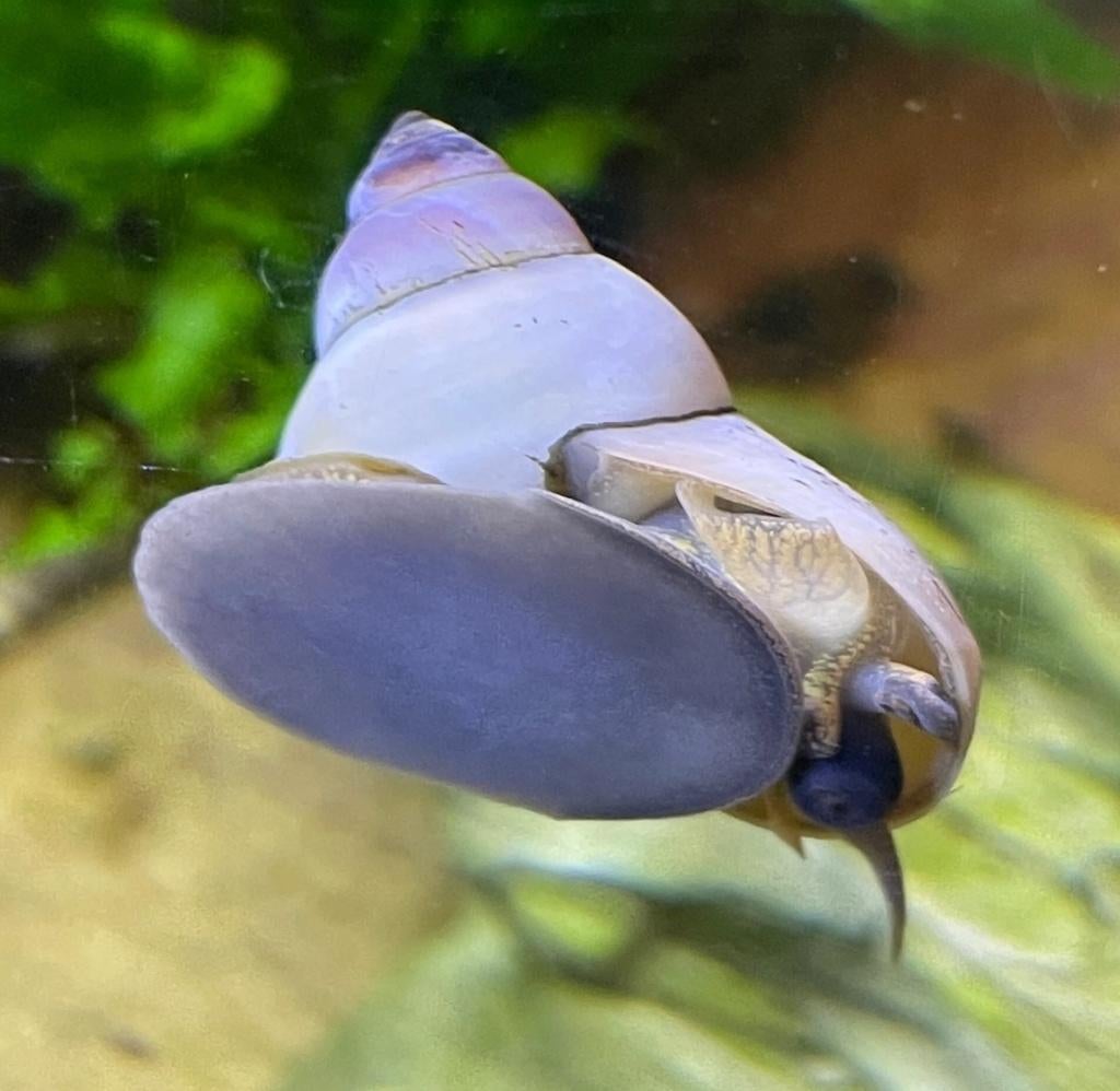 Witte tovenaarslak (Filopaludina martensi), Dieren en Toebehoren, Slak of Weekdier, Zoetwatervis