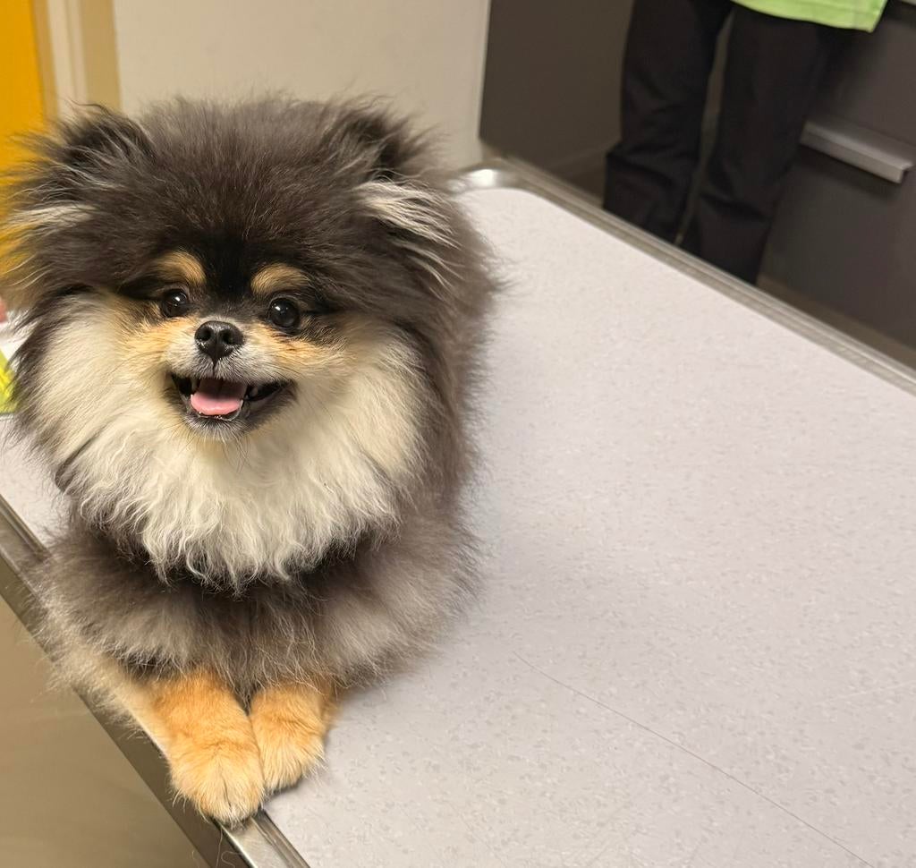 Pomeriaan bearface Black&Tan Reu, Dieren en Toebehoren, Particulier, Keeshond, 15 weken tot 1 jaar, Reu