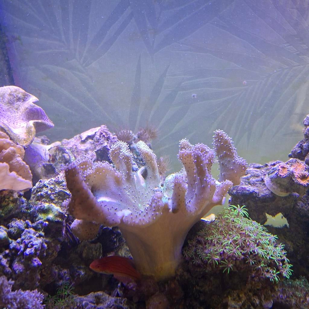 Lobophytum, Overige typen