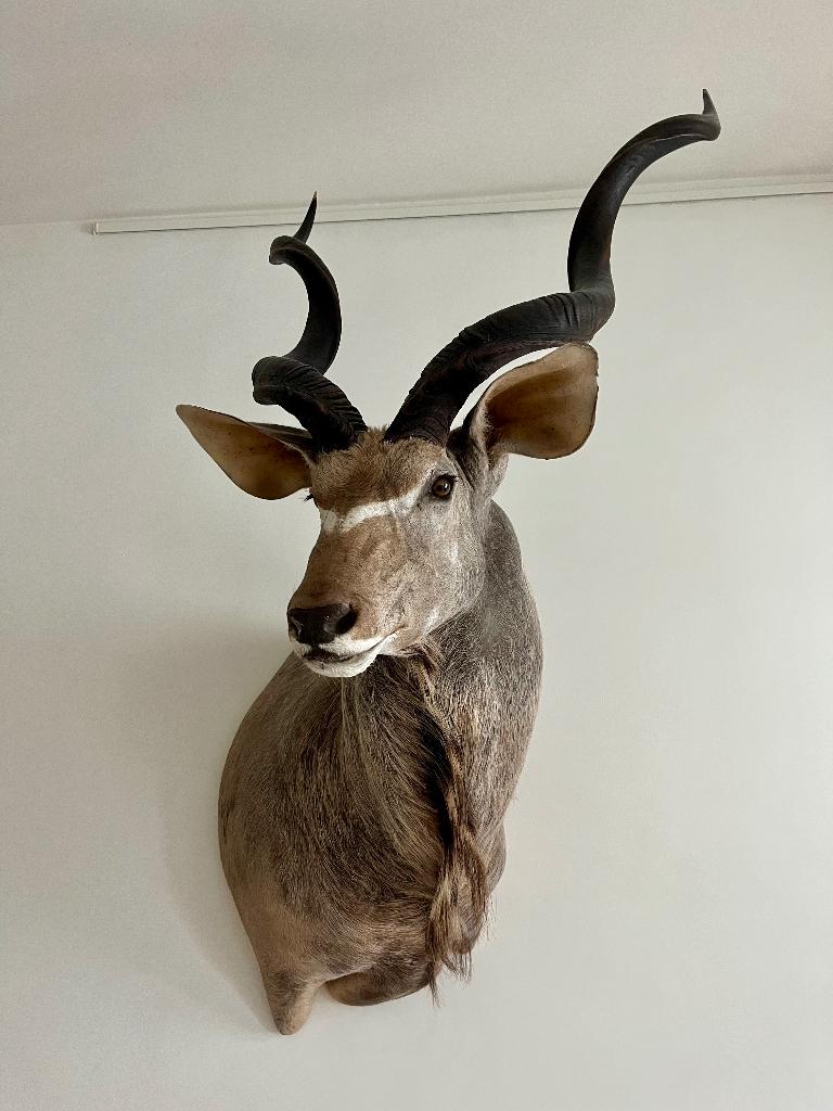 Koedoe taxidermie, Verzamelen, Ophalen, Zo goed als nieuw, Wild dier, Opgezet dier