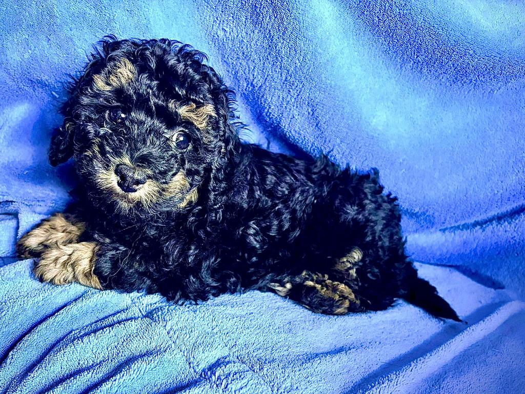 maltipoo 1 zeldzaam phantom-kleurig teefje en 1 zwart reutje, Dieren en Toebehoren, Parvo, Overige rassen, 8 tot 15 weken, Meerdere