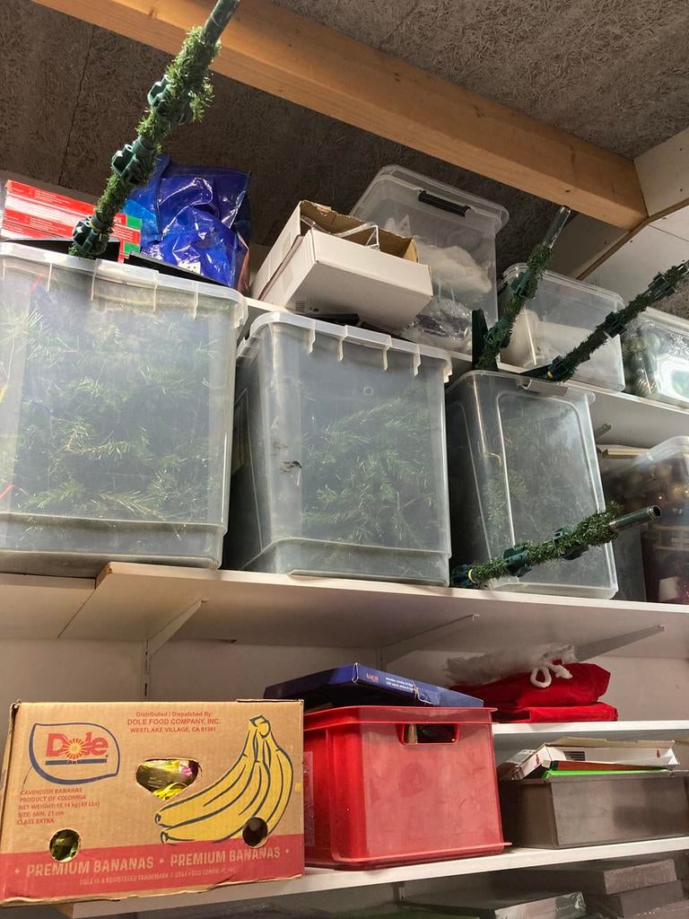 Kerstbomen 5 stuks met losse takken gratis, Diversen, Kerst, Ophalen of Verzenden, Zo goed als nieuw