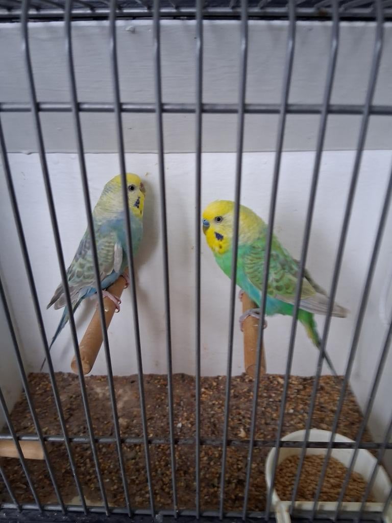 Regenboog parkieten, Dieren en Toebehoren, Vogels | Parkieten en Papegaaien, Meerdere dieren, Parkiet