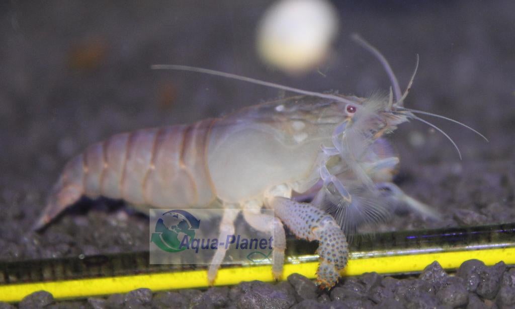 Blauwe Waaierhandgarnaal, Kreeft, Krab of Garnaal, Zoetwatervis